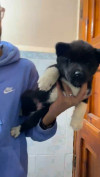 TOP Chiot AKITA Américain 