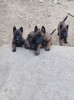 Chiot malinois 