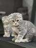 Chat scottish fold et british 