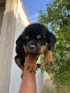 Rottweiler 