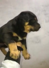 Chien rottweiler pure race 👍👍