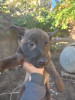 Chiots malinois charbonné pure sang  67 jours