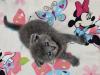 4 chatons british et scottish fold 