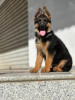 Berger allemand pedigree 