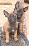 Chiots belge malinois pure race 