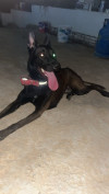 male Malinois charbonné 1ans