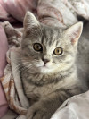 Chaton british shorthair femelle 