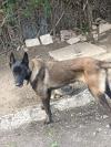 Malinois 