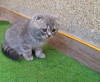 Chat Scottish fold mal