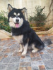 Chien Husky mal 18 mois bon gabarit poil long 