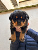 Chiots rotweiller age 30 jours