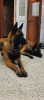 Chiots Malinois pure race 