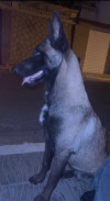 Malinois charbonnier 