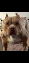 Americain bully standard merle