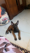 Malinois femelle 