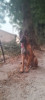 Malinois mal a vendre 