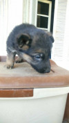 Chien berger allemand 35 jours 