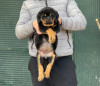 Rottweiler serbie