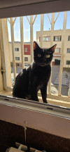 Chatte Mely noire pour adoption.