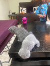 Scottish fold femelle