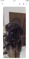 chiots berger allemand pedigree 