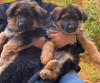 Chiots berger allemand pedigree 