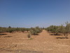 Vente Terrain Agricole Oran Boutlelis