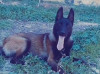 Chien malinois