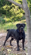 Femelle cane corso 