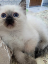 Bébé Ragdoll color Point 