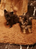 Chiots yorkshir et pomeranien nain 