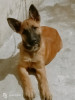 A vendre très beau jeune couple malinois 