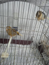 Couple canari avec cage