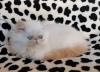 Chaton himalayen red point 