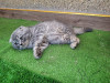 Chat scottish fold male pure 