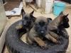 Chiots malinois Mexicain 