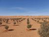 Vente Terrain Agricole Bechar Bechar