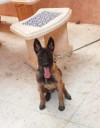 Kalba malinois 