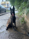 Femelle malinois 