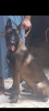 Chien malinois charboni