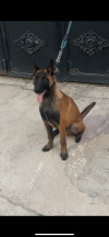 Malinois male 6 mois