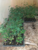 Plant de moringa 