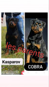 Un male Rottweiler Serbie âgée 18 mois