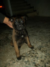 Chien malinois 