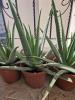 Plants Aloe Vera Barbadensis 