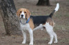 chien de chasse Beagle 