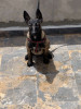 Un chien malinois 