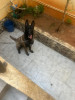 malinois charbonie geinte