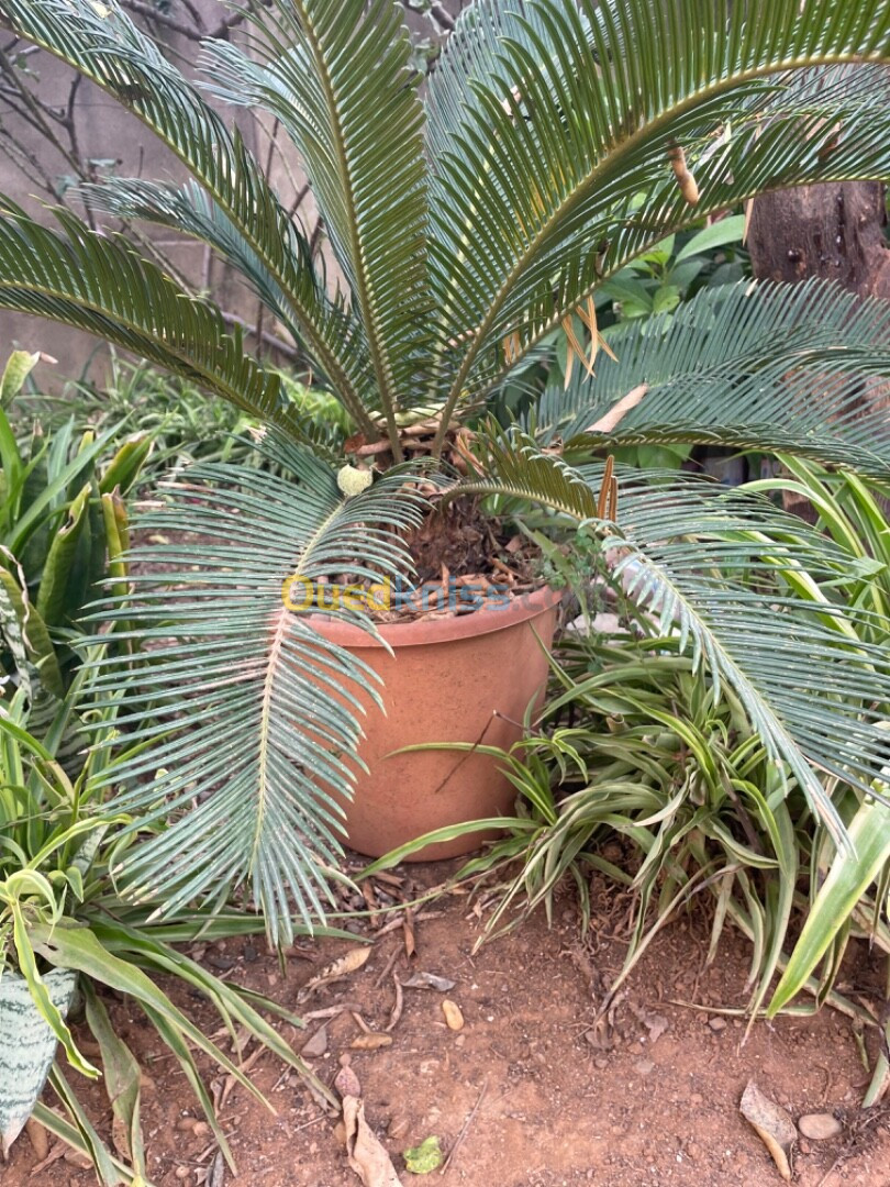 Palmier cycas  et tres chic 