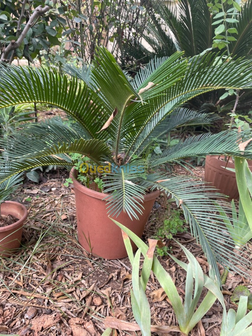 Palmier cycas  et tres chic 